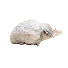 Anatomy Lab Preserved Sheep Brain Specimen for Dissection, Without Hypohysis, Vacuum Pack of 10