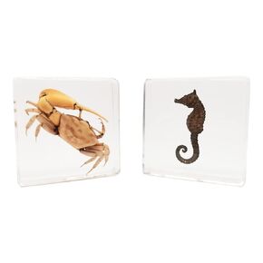 FlyingBean Insect Specimens Set, Black Scorpion and Yellow Scorpion Specimens in Resin, Animal Taxidermy Collection for Science Education & Desk Ornament, (FBBJ-03)