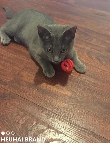 10 قطع من كرة لعبة القطط الكبيرة مقاس 1.5 بوصة ~ 2.2 بوصة مع جرس، وكرات جلجل شبكية بلاستيكية، لجميع أحجام السلالات in Kuwait