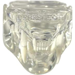 Clear Feline Skull Cat Dental Model Oral Teeth Model Pet Clinic Anatomical for Canine Veterinary Office Education Decoration Demonstrate (Cat Skull Model)