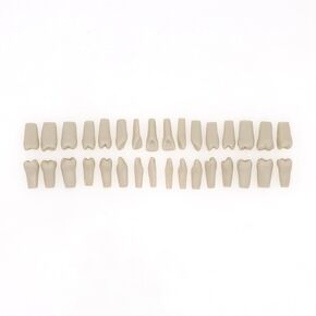 Dentalmall Dental Columbia 860 Type 32 Pcs Removeable Teeth Typodont Exam Restorative Model M8030 (T-8030-32Pcs Replace Teeth)