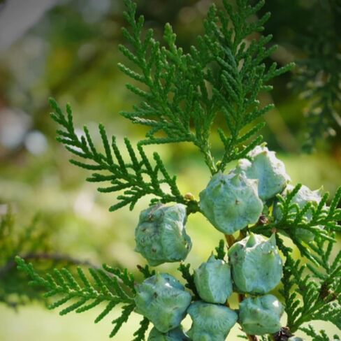 Aromatics International Premium Organic Cypress Essential Oil 5ml | 100% Pure Essential Oil for Diffusion & Aromatherapy in Kuwait