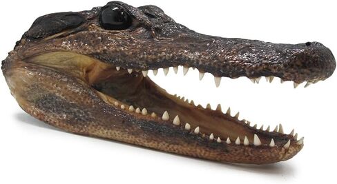 GENUINE ALLIGATOR HEAD in Saudi Arabia