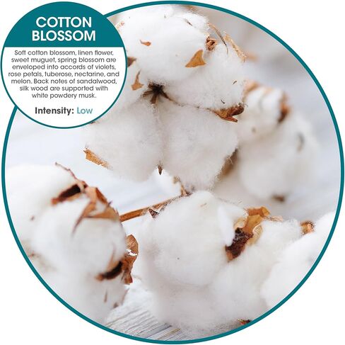 Fresh Products Hang Tag Air Freshener for Small Spaces Discreet Made with Natural Oils Suction Cup to Flat Surfaces Made in the USA Spiced Apple 12 pack Suction Cups Included in Kuwait