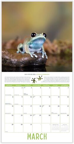 Bird Wall Calendar 2025 | 12" x 24" Birds: Feathered Friends 12 Month | Marble City Press | Backyard Ornithologist Garden Songbird | Bird Migration Map Educational QR Codes | 2024-2025 Calendar in Saudi Arabia