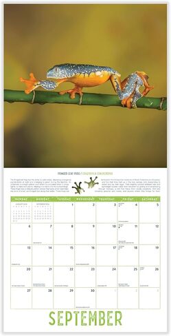 Bird Wall Calendar 2025 | 12" x 24" Birds: Feathered Friends 12 Month | Marble City Press | Backyard Ornithologist Garden Songbird | Bird Migration Map Educational QR Codes | 2024-2025 Calendar in Saudi Arabia