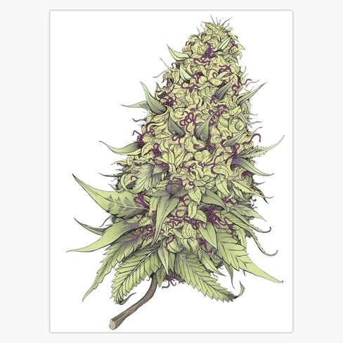 MAGNET Cannabid Purple Indica Hybrid Marijuana Purple Gorilla Cannabis Magnetic Bumper Sticker 5" in Saudi Arabia