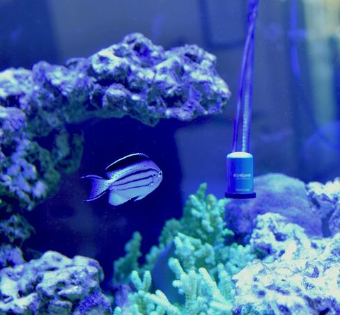 Apogee Instruments AM-320 Water Submersible Sensor Wand in Kuwait