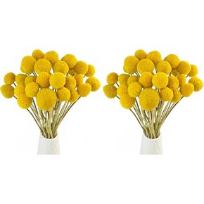 TooGet 30Pcs Natural Craspedia Dried Flowers Yellow Billy Buttons Balls Bouquet Bundles, Real Freshly Harvested Dry Plant Bunch Arrangements Decorate for Home Crafts, Party, Wedding, Store in Kuwait