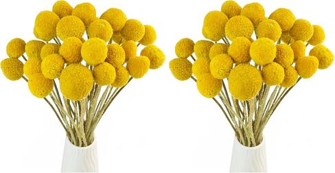 TooGet 30Pcs Natural Craspedia Dried Flowers Yellow Billy Buttons Balls Bouquet Bundles, Real Freshly Harvested Dry Plant Bunch Arrangements Decorate for Home Crafts, Party, Wedding, Store in Kuwait
