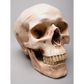 Life-Size Harvey Skull- 2nd Class- Aged Version in Saudi Arabia