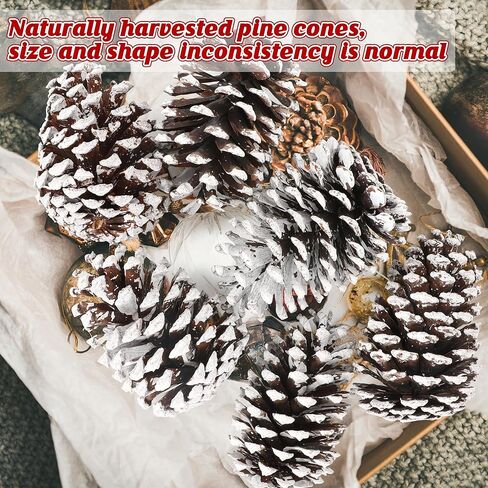 12 قطعة من مخاريط الصنوبر الكبيرة، 3.93-5.51 بوصة، مخاريط الصنوبر الطبيعية للحرف اليدوية لتزيين المنزل وزينة الكريسماس ومستلزمات الطاولة ومستلزمات عيد الميلاد in Kuwait