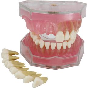 Dental Demonstration teeth Model - Standard Study Teaching dental mode with all Removable Teeth