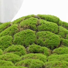 Artificial Moss Turf, 1x1m(3.2x3.2ft) DIY Simulation Artificial Moss for Patio, Balcony, Deck, Yard, Art Wall, Florist Decor in Saudi Arabia