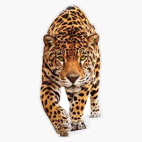 MAGNET Jaguar Magnetic Vinyl Sticker Decal Magnet 5" in Saudi Arabia