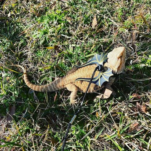 3 مقاود وأحزمة تنين ملتحية مقاس 3، مقود تنين ملتح مع أجنحة، سرج مقود سحلية التنين الملتحي، سرج مقود التنين الملتحي، سرج تنين ملتح وسحلية قابلة للتعديل in Kuwait