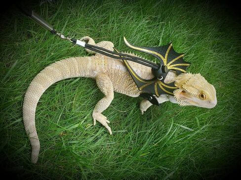 3 مقاود وأحزمة تنين ملتحية مقاس 3، مقود تنين ملتح مع أجنحة، سرج مقود سحلية التنين الملتحي، سرج مقود التنين الملتحي، سرج تنين ملتح وسحلية قابلة للتعديل in Kuwait