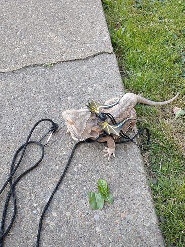 3 مقاود وأحزمة تنين ملتحية مقاس 3، مقود تنين ملتح مع أجنحة، سرج مقود سحلية التنين الملتحي، سرج مقود التنين الملتحي، سرج تنين ملتح وسحلية قابلة للتعديل in Kuwait