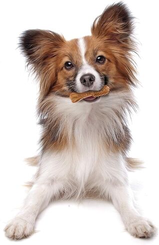 Nylabone Nutri Dent Dog Dental Treats - Natural Dog Teeth Cleaning & Breath Freshener - Dental Treats for Dogs - Fresh Breath Flavor, Mini (78 Count) in Saudi Arabia