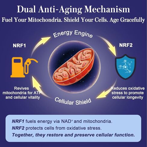 مكمل NRF1 وNRF2 1500 مجم | منشط مزدوج مع مرافق الإنزيم Q10 والكركمين والريسفيراترول المتحول والأشواغاندا | مضادات الأكسدة للإجهاد التأكسدي والشيخوخة الصحية والطاقة الخلوية | 60 كبسولة (زجاجة واحدة) in Kuwait