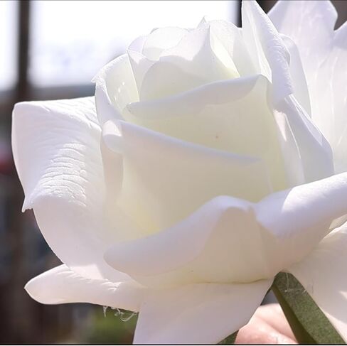 White Rose 10 قطع ورود وهمية - زهور زفاف واقعية - باقة ديكور منزلي مثالية للحفلات والمنزل والمكتب وديكور الكريسماس - ورود بيضاء in Kuwait