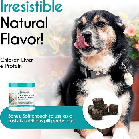 Balanced Breed Dog Probiotics Digestive Gut Health Chew Made in USA Non-GMO Vet-Pharmacist Approved Fortiflora Probiotics Dogs Anti Yeast Supplement Constipation Relief Dog Yeast Itchy Skin Itchy Ears in Saudi Arabia