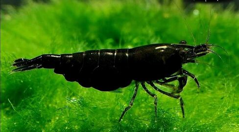 ShrimpRack™ 10 Neocaridina Shrimp Live Freshwater Aquarium Shrimps Adults Breeding Age Shrimps 1/2-1 inch Long. Pick Your Colors (Random Mix Colors) in Kuwait