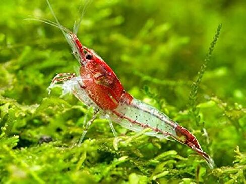 ShrimpRack™ 10 Neocaridina Shrimp Live Freshwater Aquarium Shrimps Adults Breeding Age Shrimps 1/2-1 inch Long. Pick Your Colors (Random Mix Colors) in Kuwait