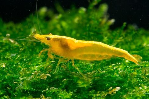 ShrimpRack™ 10 Neocaridina Shrimp Live Freshwater Aquarium Shrimps Adults Breeding Age Shrimps 1/2-1 inch Long. Pick Your Colors (Random Mix Colors) in Kuwait