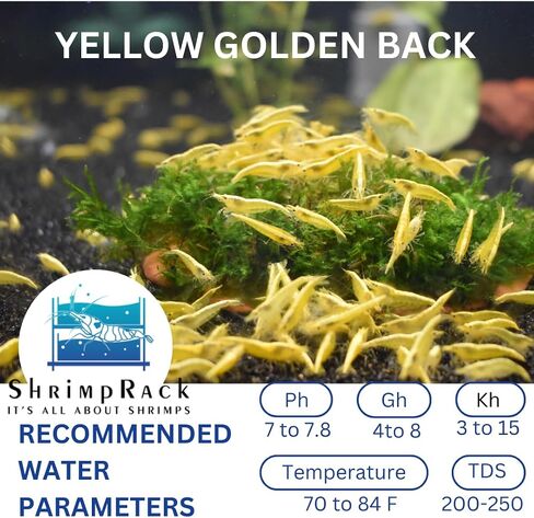 ShrimpRack™ 10 Neocaridina Shrimp Live Freshwater Aquarium Shrimps Adults Breeding Age Shrimps 1/2-1 inch Long. Pick Your Colors (Random Mix Colors) in Kuwait