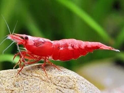 ShrimpRack™ 10 Neocaridina Shrimp Live Freshwater Aquarium Shrimps Adults Breeding Age Shrimps 1/2-1 inch Long. Pick Your Colors (Random Mix Colors) in Kuwait