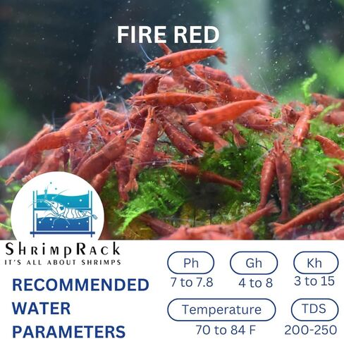 ShrimpRack™ 10 Neocaridina Shrimp Live Freshwater Aquarium Shrimps Adults Breeding Age Shrimps 1/2-1 inch Long. Pick Your Colors (Random Mix Colors) in Kuwait