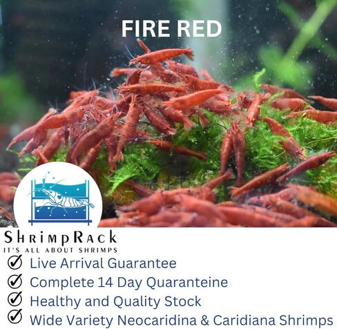 ShrimpRack™ 10 Neocaridina Shrimp Live Freshwater Aquarium Shrimps Adults Breeding Age Shrimps 1/2-1 inch Long. Pick Your Colors (Random Mix Colors) in Kuwait