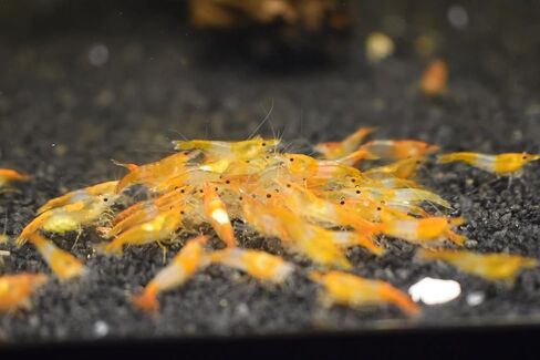 ShrimpRack™ 10 Neocaridina Shrimp Live Freshwater Aquarium Shrimps Adults Breeding Age Shrimps 1/2-1 inch Long. Pick Your Colors (Random Mix Colors) in Kuwait
