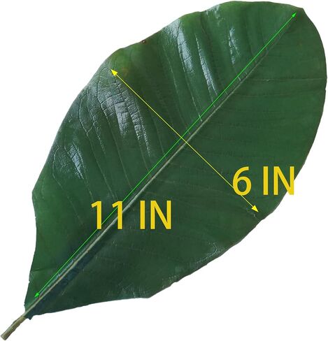 Green Leaves Real Leaves Houpoea Leaf Sushi Plate Decoration Dish Decoration Food Decoration Natural Decor (20, Green) in Saudi Arabia