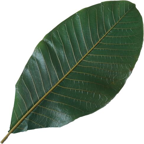 Green Leaves Real Leaves Houpoea Leaf Sushi Plate Decoration Dish Decoration Food Decoration Natural Decor (20, Green) in Saudi Arabia