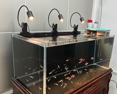 LED aquarium spotlight, stream tank clip spotlight, South American landscaping small water grass light, 4W LED Thunder Dragon lighting, aquarium viewing atmosphere light, native tank landscaping light in Saudi Arabia