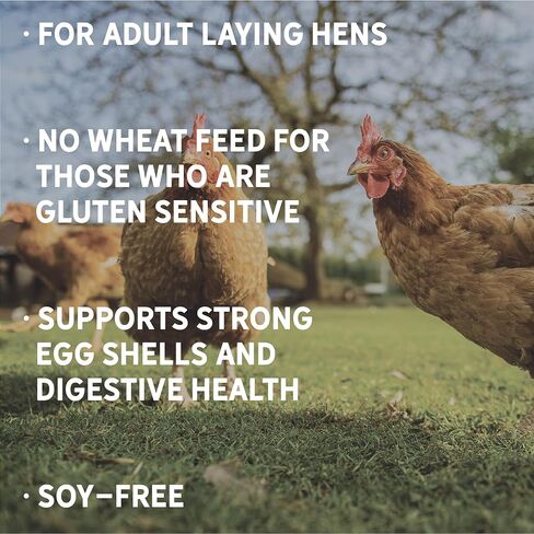 New Country Organics | Classic Layer Feed for Laying Hens | Soy-Free | 17% Protein | Certified Organic and Non-GMO | 25 lbs in Kuwait