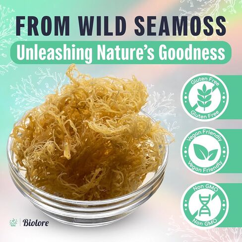 Biolore Sea Moss Gel Elderberry 16Oz Made in USA Supercharge Your Health Raw Wildcrafted Irish Seamoss - Essential Vitamins & Minerals - Antioxidant-Rich Vegan Superfood for Immune Support in Saudi Arabia