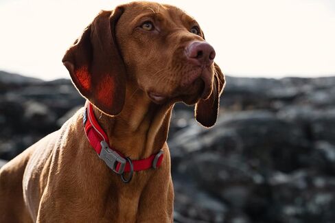 Hurtta Weekend Warrior ECO Dog Collar, Rosehip, 10-14 in in Kuwait