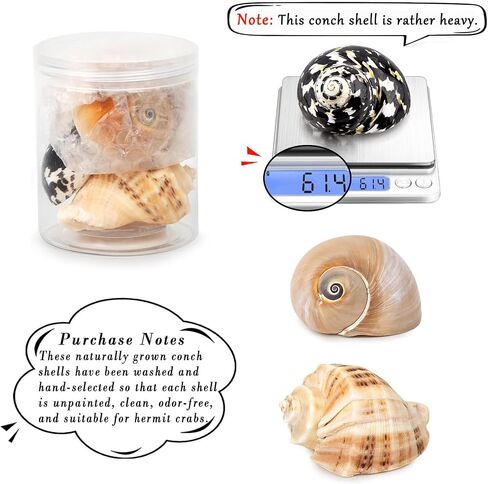 QICQDRAM Boutique Hermit Crab Shells Large 2.9"-3.3" Natural Hermit Crab Shells Opening Size 1.2" - 2" for Hermit Crab Turbo Growth Shells Hermit Crab Supplies in Kuwait
