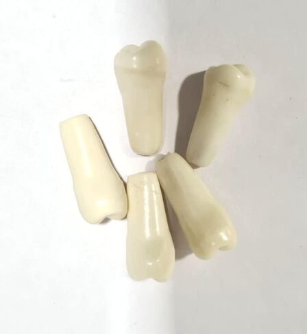 Dental Teeth Molar,Shade of Teeth, 45 /Set of - 5pc in Saudi Arabia