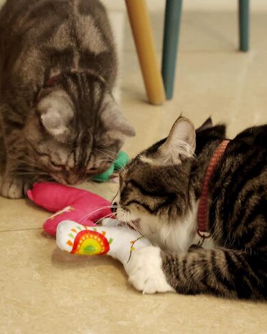 CiyvoLyeen 6Pcs Birthday Themed Catnip Toys Cat Birthday Gift Kitten Interactive Toys for Cat Lover Cake Crown Fish Soft Plush Catmint Pet Supplies Kitty Chew Kick Toys in Kuwait