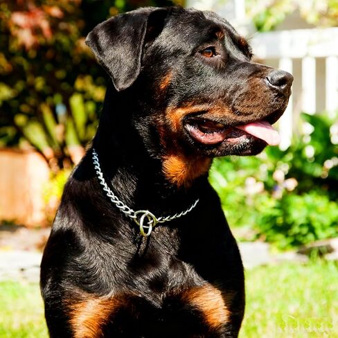 Chain Dog Choke Collar for Large Dogs,Heavy Chain Dog Metal Training Collars, Adjustable Metal Necklace Martingale Puppy Collars for XXS XS Small Medium Large Big XL Breed Dogs, Silver L in Kuwait