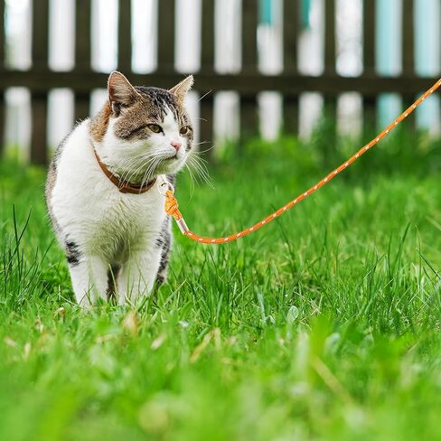 قطة قطة عاكسة ، 30 قدمًا ، دليل على المشي ، ساحة الرصاص الطويلة ، ومقود الموسع ، يلعب في الهواء الطلق للقطط جرو هريرة الكلاب الصغيرة أرنب الحيوانات الصغيرة in Kuwait