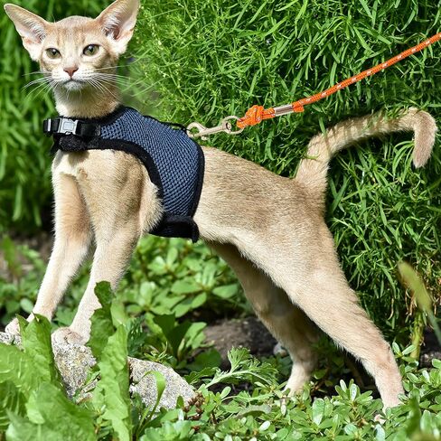 قطة قطة عاكسة ، 30 قدمًا ، دليل على المشي ، ساحة الرصاص الطويلة ، ومقود الموسع ، يلعب في الهواء الطلق للقطط جرو هريرة الكلاب الصغيرة أرنب الحيوانات الصغيرة in Kuwait