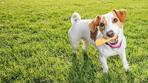 Himalayan Dog Chew ، Yak Cheese Dog Treats ، البروتين العالي ، مضغ طويل الأمد ، معالجة الكلاب الطبيعية الخالية من اللاكتوز لمضغات العدوانية أكثر in Kuwait
