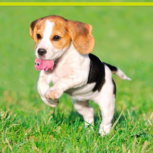 PetSport Naturflex Tiny Tots Small Pig Latex Dog Chew Toy | All-Natural Soft, Squeaky, Non-Toxic Rubber Chew Toy | Safe for Indoor Play | 3.5" in Kuwait