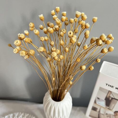 250 Stems Natural Dry Flowers Brazilian Small Star Daisy Decorative Dried Flowers Mini Daisy Chamomile Bouquet for Wedding Floral Arrangements DIY Home Decorations (White ) in Saudi Arabia