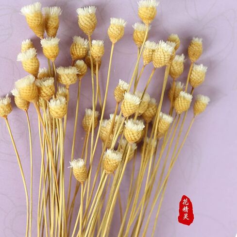 250 Stems Natural Dry Flowers Brazilian Small Star Daisy Decorative Dried Flowers Mini Daisy Chamomile Bouquet for Wedding Floral Arrangements DIY Home Decorations (White ) in Saudi Arabia